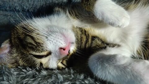 Pulling on the Cat's Whiskers