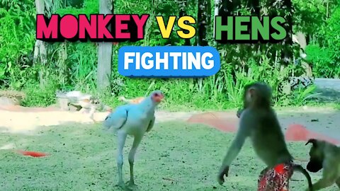 Monkey vs Hens Fighting