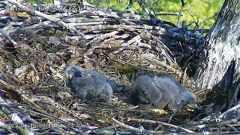 Hays Eagles H19 standing on toes and taking a wobbly step 4.16.23 9:11:38 am