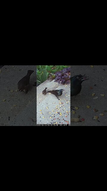 The Grackle Eats In Front Of The Camera! 🐦