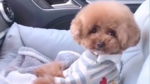 funny puppy you wouldn't believe