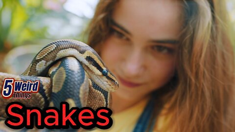 5 Weird Things - Snakes (Silent Killers!)