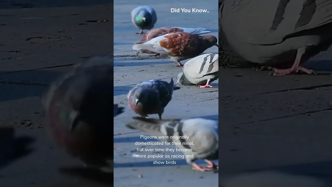 Did You know.. #Shorts #subscribe