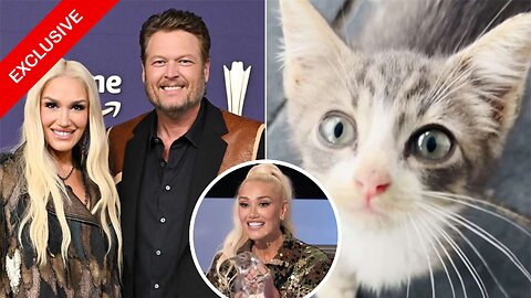 Gwen Stefani and Blake Shelton Rescue and Nurse Kitten Back to Health: 'Hardly Alive'