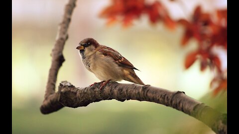 Dory bird chirps freely