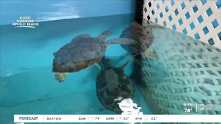 The Florida Aquarium's Center for Conservation in Apollo Beach will soon open a free visitors center
