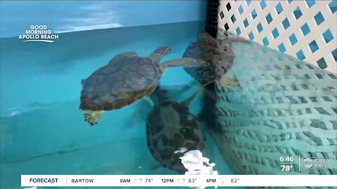 The Florida Aquarium's Center for Conservation in Apollo Beach will soon open a free visitors center
