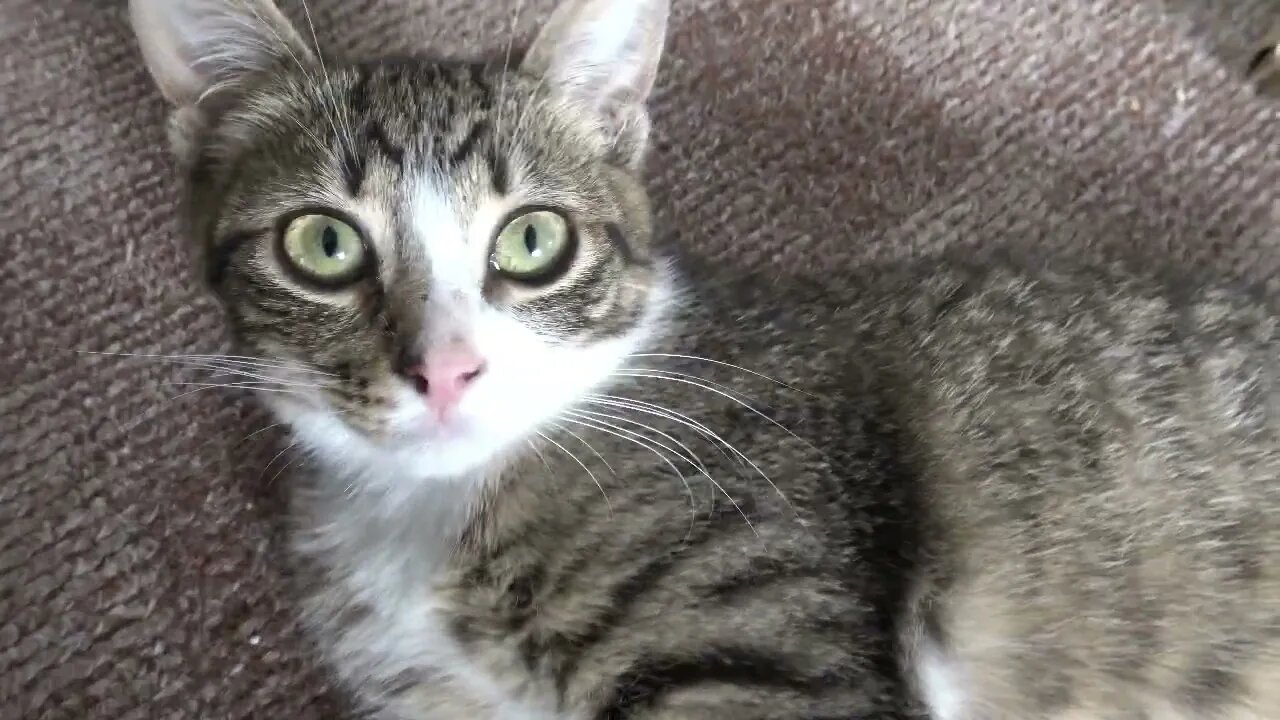 Cute Little Cat Looks around Curious and then Yawns