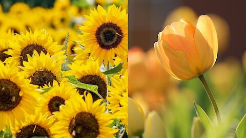 Beautiful process of transformation of the flowers.