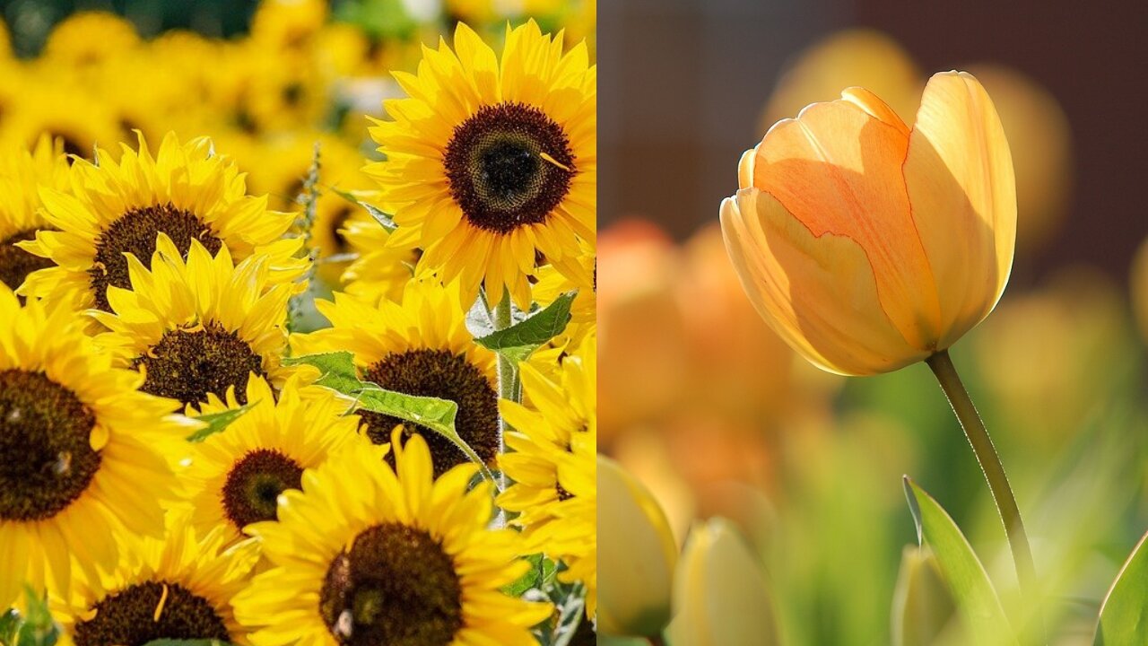 Beautiful process of transformation of the flowers.