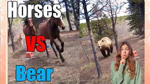 news of the bizarre Bear 🐻Vs Wild Horses🐎🐴 Who Ya Got