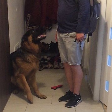 German Shepherd puppy reunites with owner after work