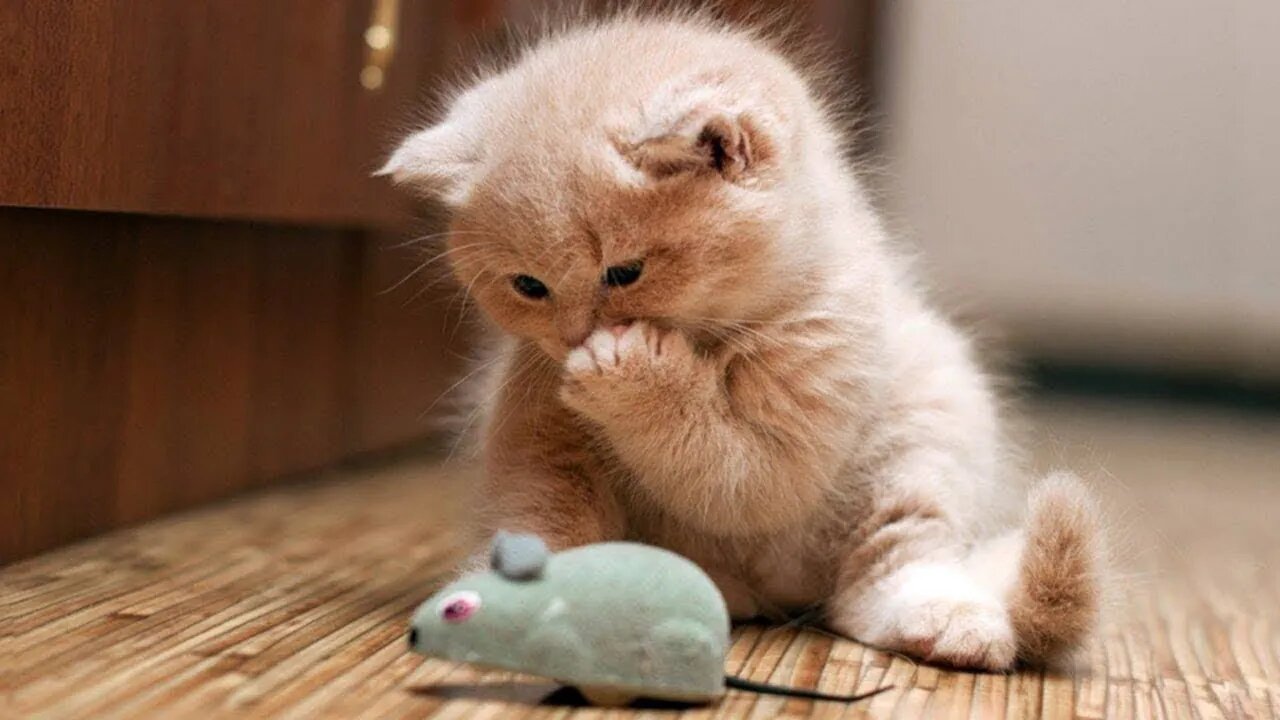 catvideos🙀 #shorts #shortvideo #viral #youtubeshorts