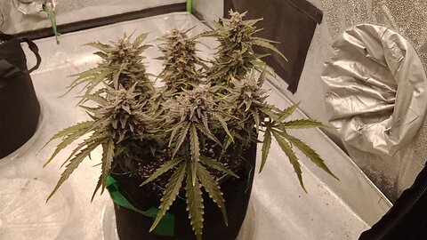 getting ready for harvest