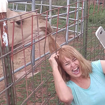 Camel Rips Out Woman's Hair