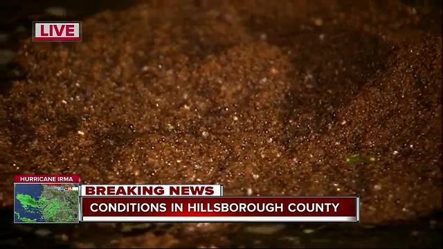 Fire ants band together to survive Hurricane Irma in Tampa