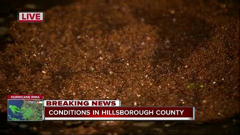 Fire ants band together to survive Hurricane Irma in Tampa