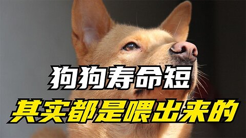 Common foods that dogs can and cannot eat, you can collect them and read them slowly