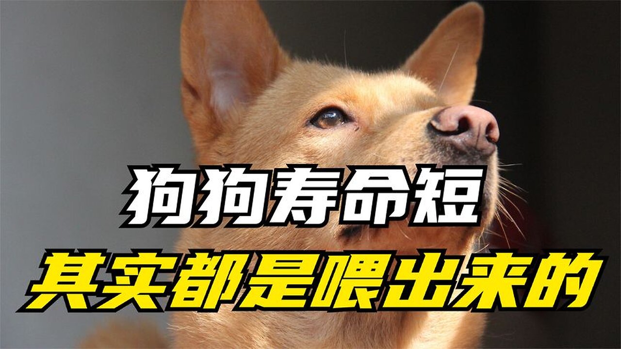 Common foods that dogs can and cannot eat, you can collect them and read them slowly