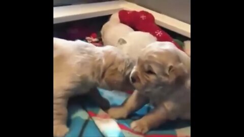 Funny and Cute Golden Retriever Puppy Moments Compilation