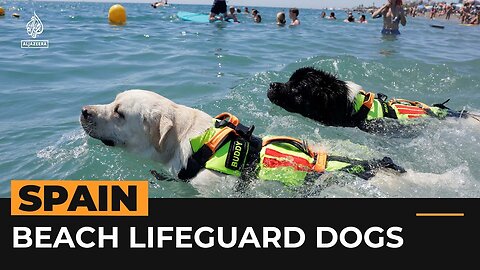 Spain's four-legged lifeguards help save lives Al Jazeera Newsfeed