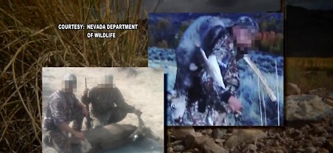 Clark County Commission votes to ban wildlife killing contests