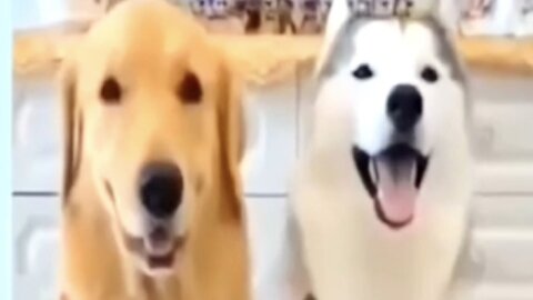 "Pet Pranks and Fails: Hilarious Animal Moments Compilation!"