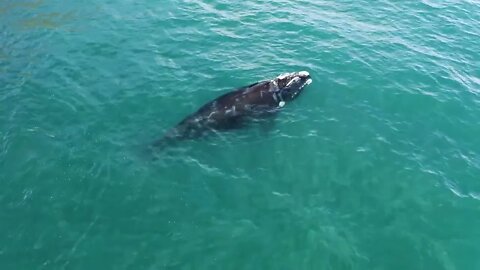 Beautiful Majestic Sounds of the Humpback Whale - Great for relaxation and to Help You Sleep
