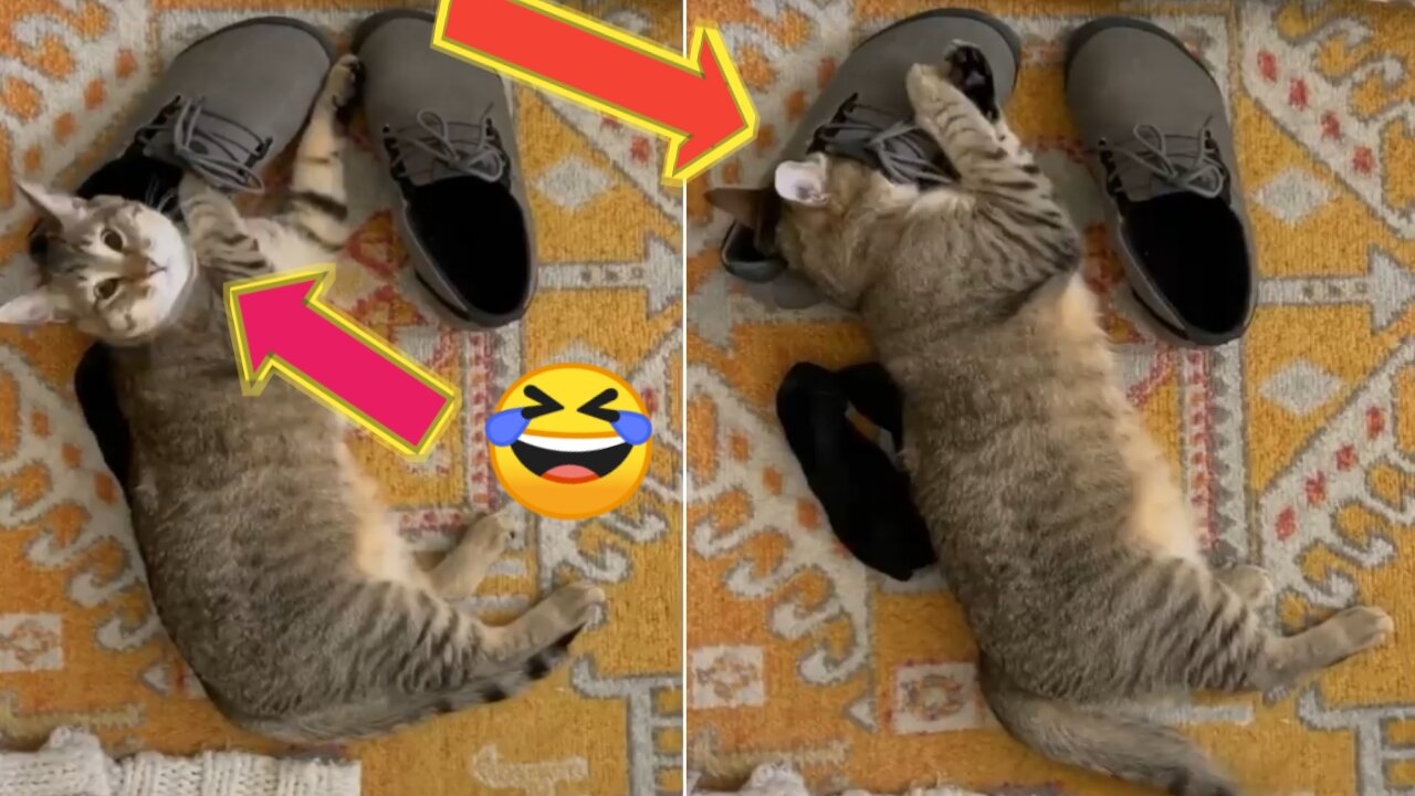 What happened when this cat's face went inside the socks?😹 funniest Cat