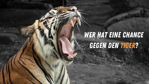 5 Tiere, die einen Tiger besiegen könnten