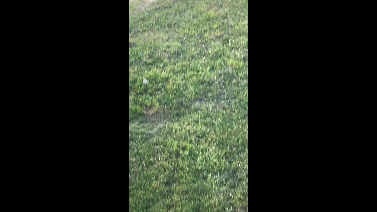 Caro half mile 2024