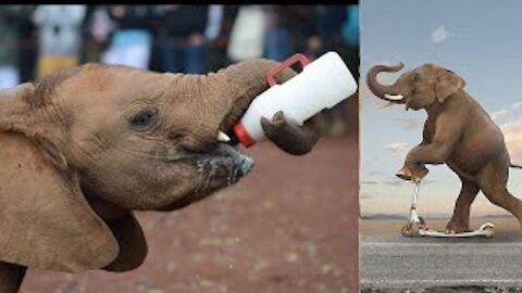 Baby elephant chasing ducks. Very cool video 2021