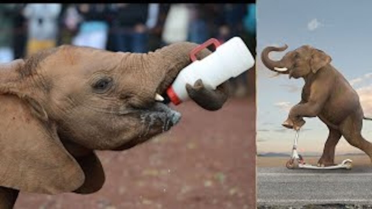Baby elephant chasing ducks. Very cool video 2021