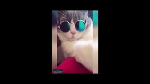 😻So Cute Cats, kittens, dogs. Best Funny Cat Videos to keep you smiling😻 #9