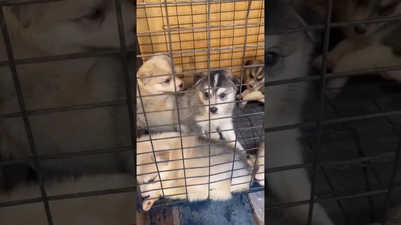 Husky puppies barking #shorts #husky #puppies #trending