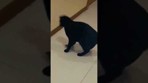 Rat runs away Cat #short #youtubeshorts #viral #cat