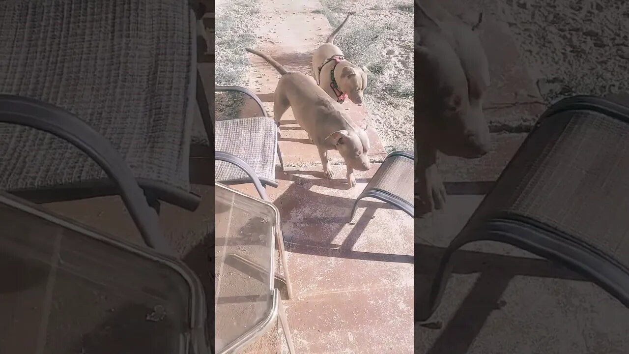 Pitbull Sisters