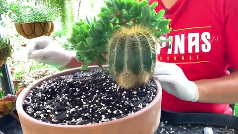 Succulents and Cactus Arrangement in Large Shallow Pot