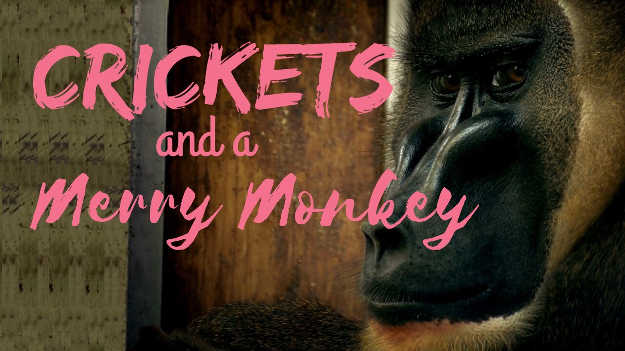 Crickets and a Merry Monkey | Crickets and Monkeys | Ambient Sound | What Else Is There?