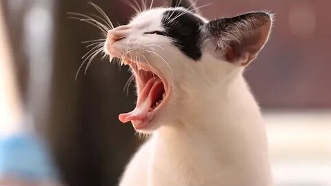 CAT FUNNY VIDEO