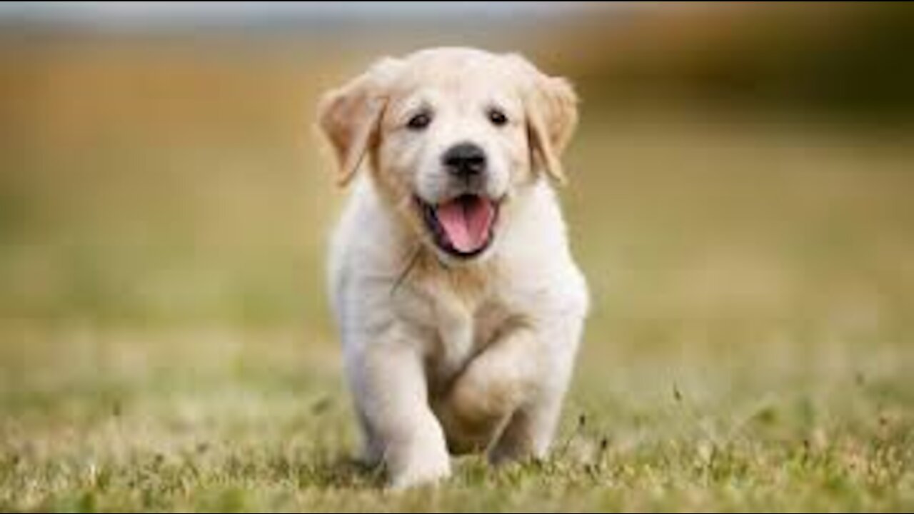 Teach Your Puppy with these simple steps