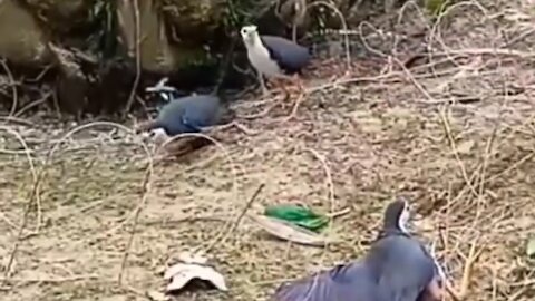 Bird Catching Techniques