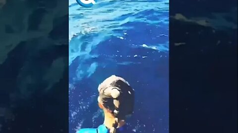 SALTANDO PARA A BOCA DE UM TUBARÃO TIGRE | Por juansharks and oceanramsey (ig) #tubarão