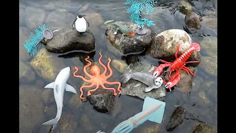 Learn Sea Animals Names with Cool Toy Collection