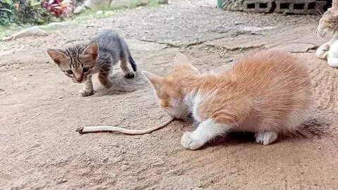 Amazing Animals, Kittens Eating Small Snake