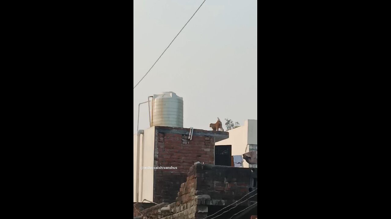 monkey🐒🐒 #funny #comedy#viral #trending #