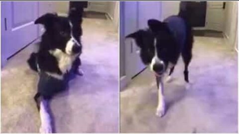 Trebeint hund henter sitt eget "bein"