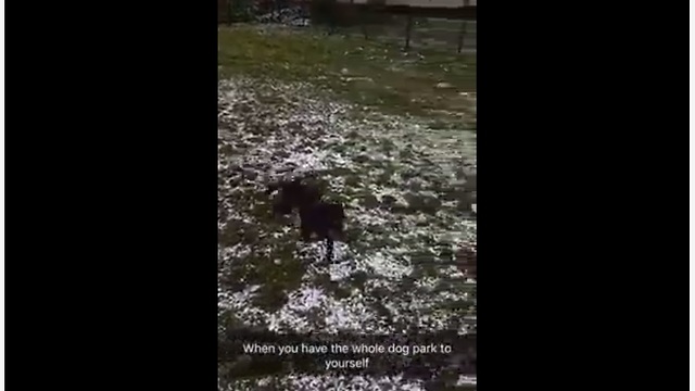 Happy pup makes the most of being alone at dog park