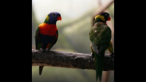 chattering bird