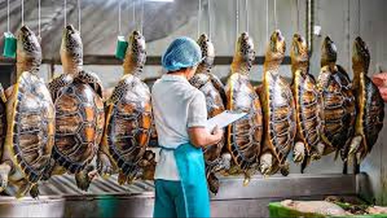 Turtles Farm - How Farmers Raise Millions of Soft-Shelled Turtles - Turtles Processing in Factory